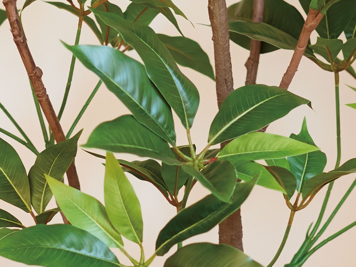 BROWN Tupidanthus Pot / ブラウン ツピタンサス ポット 210 （花器・プランター・グリーン > フェイクグリーン・フェイクフラワー） 3