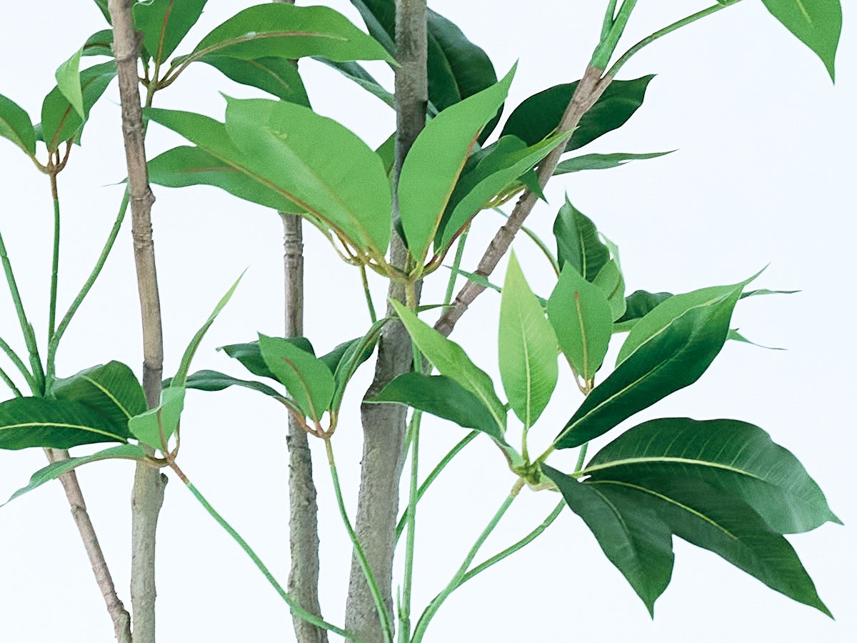 BROWN Tupidanthus Pot / ブラウン ツピタンサス ポット 210 （花器・プランター・グリーン > フェイクグリーン・フェイクフラワー） 6