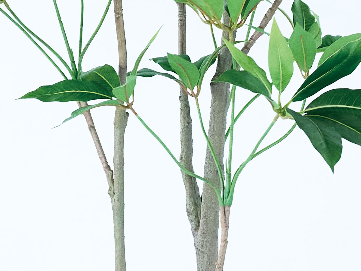 BROWN Tupidanthus Pot / ブラウン ツピタンサス ポット 210 （花器・プランター・グリーン > フェイクグリーン・フェイクフラワー） 7