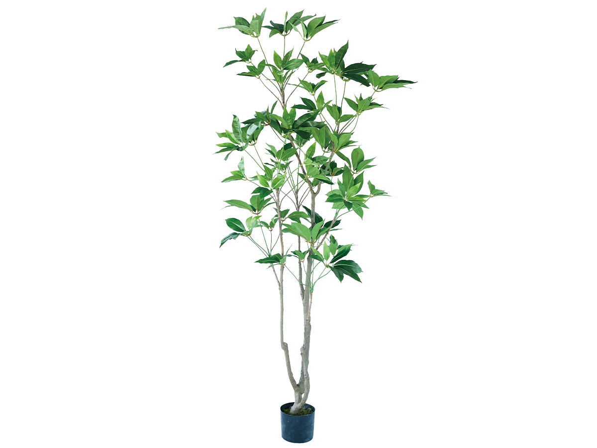 BROWN Tupidanthus Pot