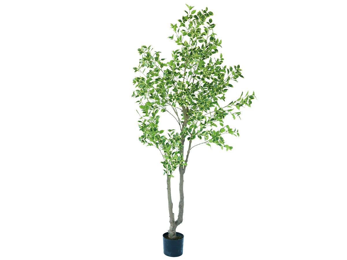 BROWN Ficus benjamina Pot / ブラウン 斑入りベンジャミン ポット 210 (花器・プランター・グリーン > フェイクグリーン・フェイクフラワー) 1