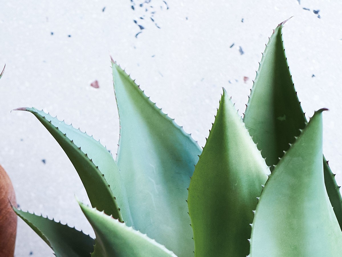 BROWN Agave Attenuata Pot / ブラウン アガべ アテナータ ポット 70 （花器・プランター・グリーン > フェイクグリーン・フェイクフラワー） 3