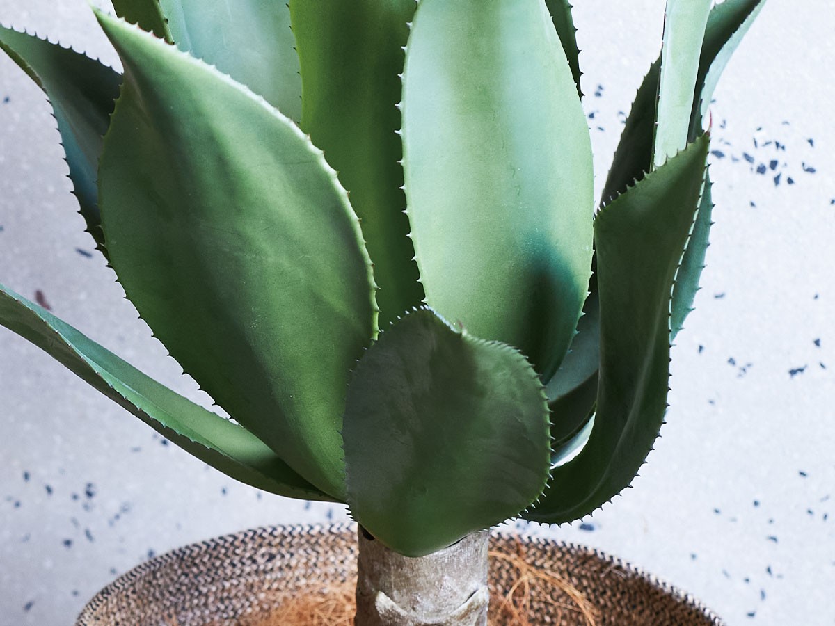 BROWN Agave Attenuata Pot / ブラウン アガべ アテナータ ポット 70 （花器・プランター・グリーン > フェイクグリーン・フェイクフラワー） 4