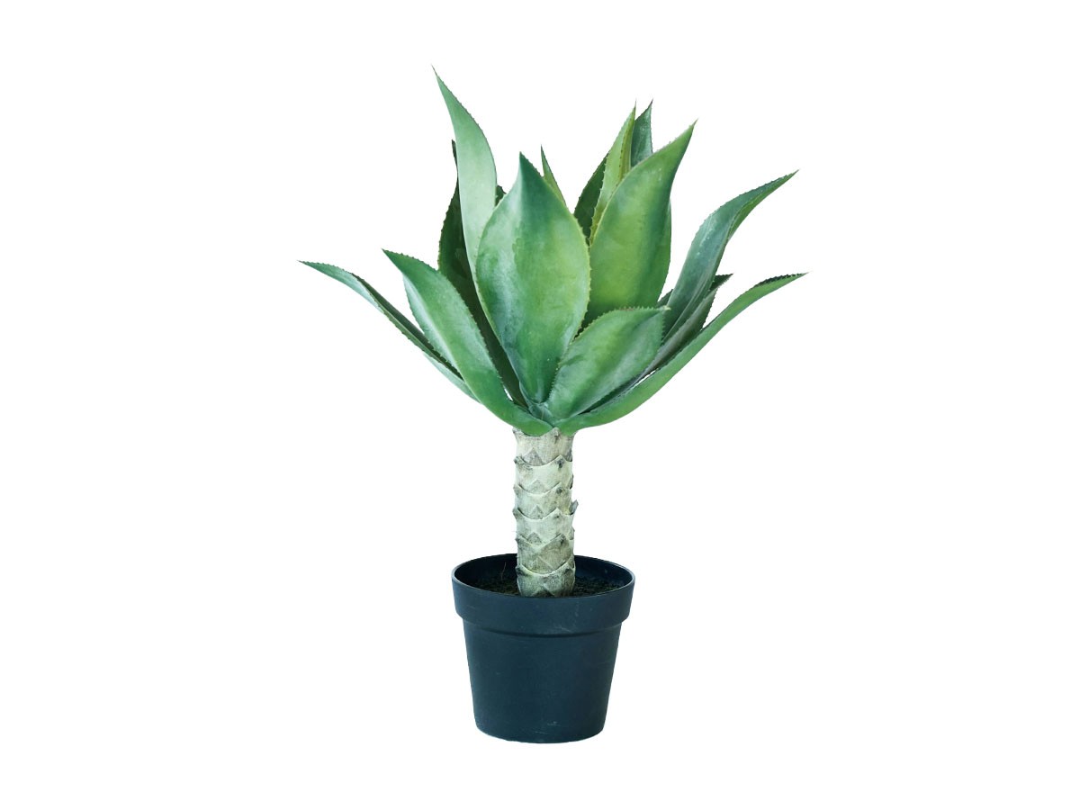 BROWN Agave Attenuata Pot