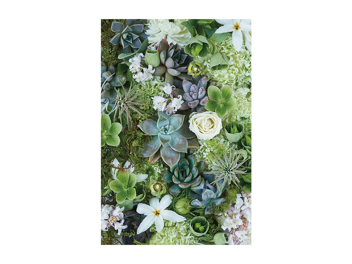 Botanic Succulents