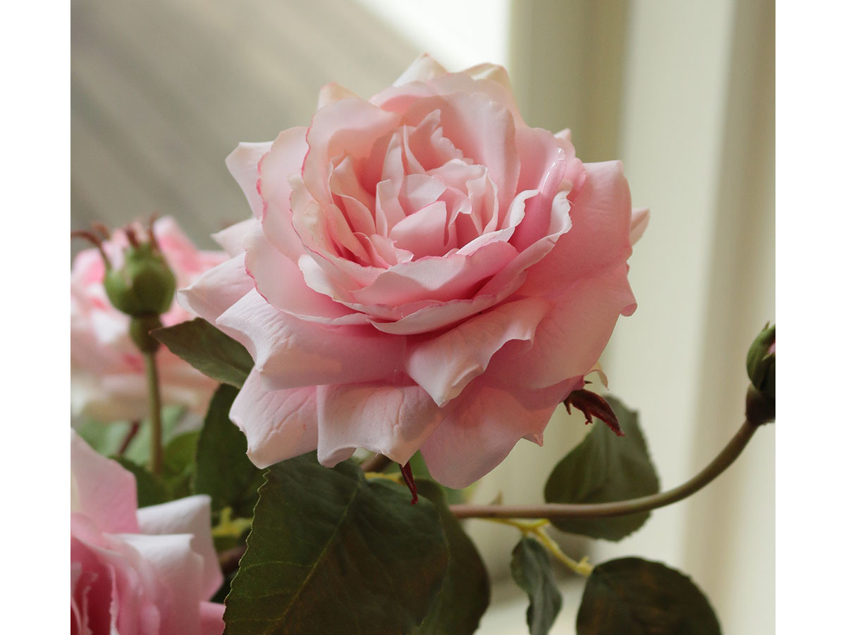 EMILIO ROBBA PRIMA ROSE / エミリオロバ プリマローズ #101689 EMILIO ROBBA PRIMA ROSE / エミリオロバ プリマローズ #101689