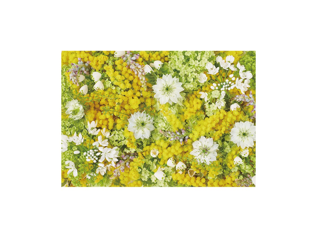 Pastel Bloom Mimosa Yellow