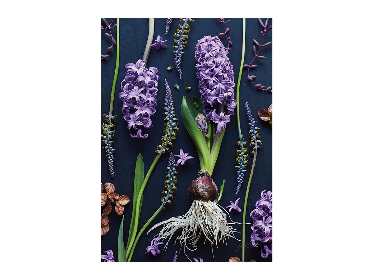 Botanic Hyacinth