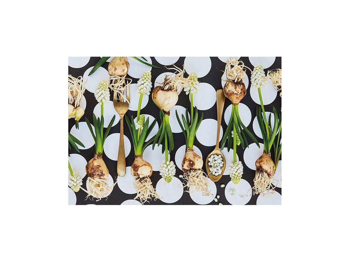 Food inspiered Silver Muscari